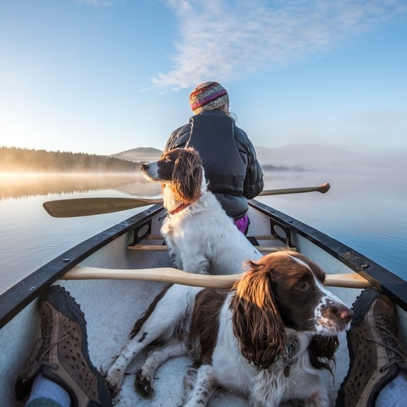 A man canoeing with two spaniels. Clear blue skies
