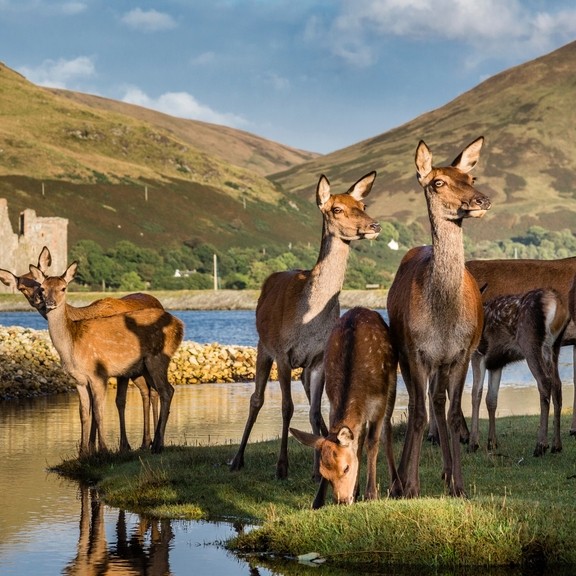 A group of deer near a lake, grazing grass