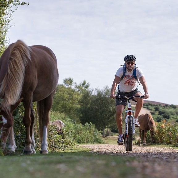 Two people riding bicycles on a trail past a horse in the New Forest