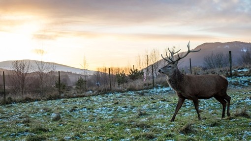 A stag with large antlers in a field. Light snow on ground