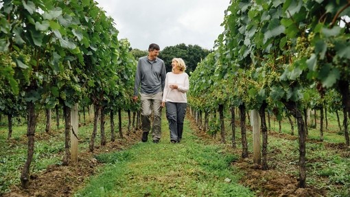 Man and woman walking in between rows of vines on a vineyard