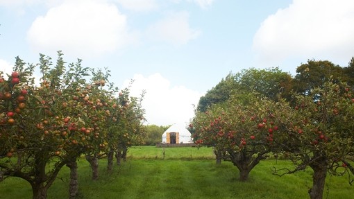A yurt in an orchard campsite