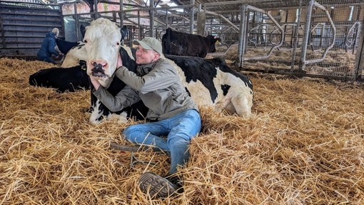 A man cuddling a cow in a cow shed.