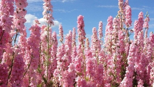 Close up of pink coloured flower blossoms