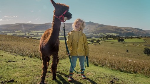 A young boy holds an alpaca on a lead with green fields and hills beyond