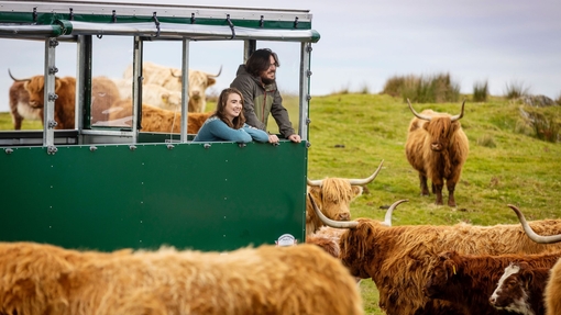 A couple taking a guided farm experience among Highland cattle and sheep from a purpose-built trailer.