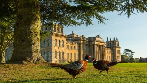 Two pheasants on the lawn in front of Blenheim Palace
