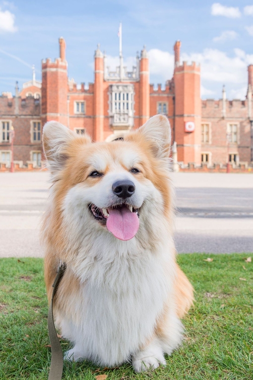 Dog sat on the grass in front of a large palace