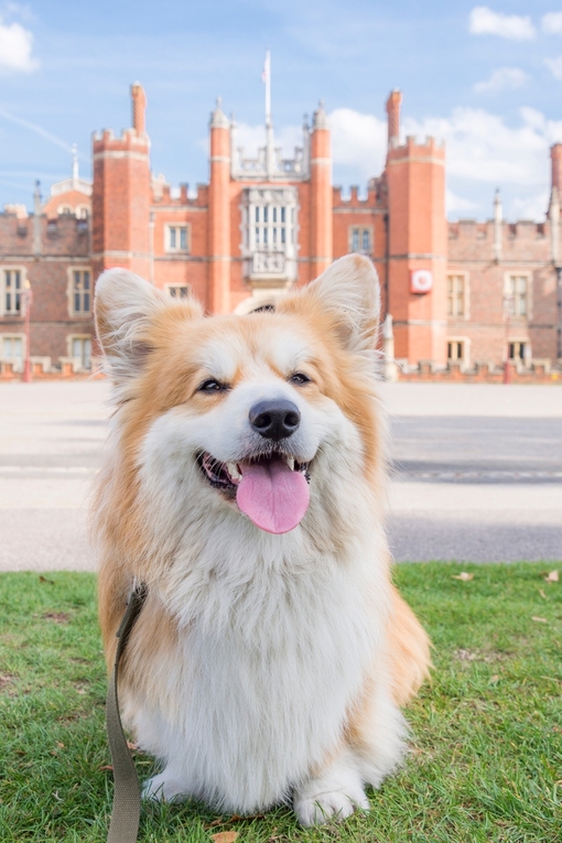 A Corgi dog sitting on grass in front of the Palace