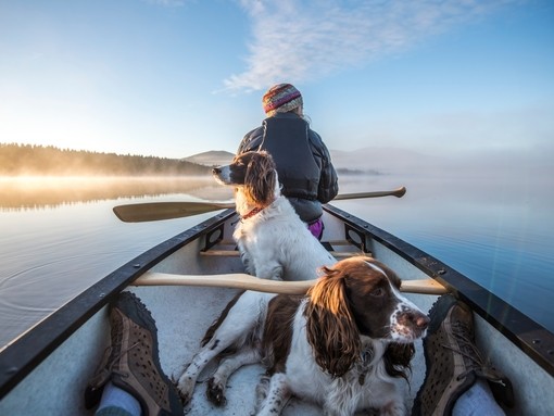 A man canoeing with two spaniels. Clear blue skies