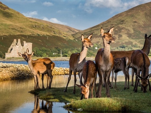 A group of deer near a lake, grazing grass