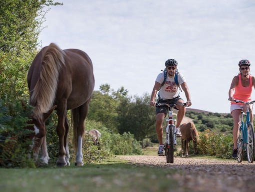 Two people riding bicycles on a trail past a horse in the New Forest