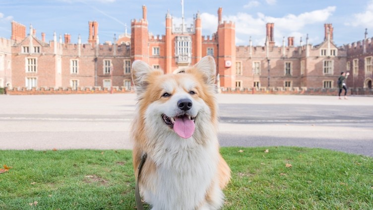 A Corgi dog sitting on grass in front of the Palace