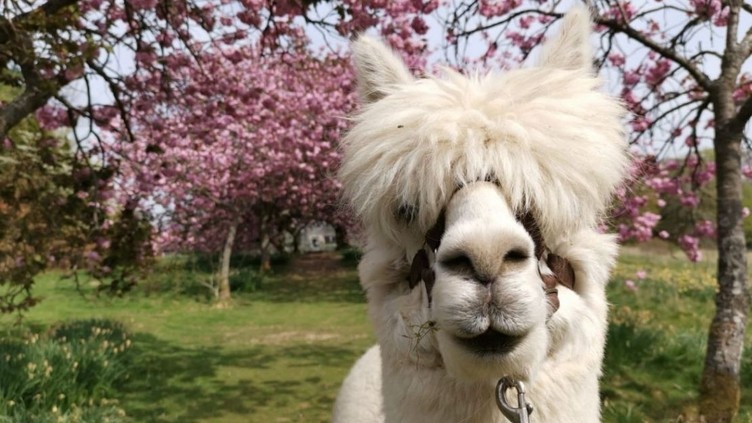 2. Alpacaly_ever_after