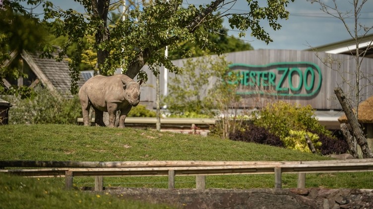 A rhinocerous standing within a grass enclosure at a Zoo