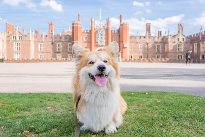 A Corgi dog sitting on grass in front of the Palace