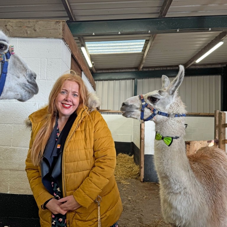 Woman in stables with alpacas