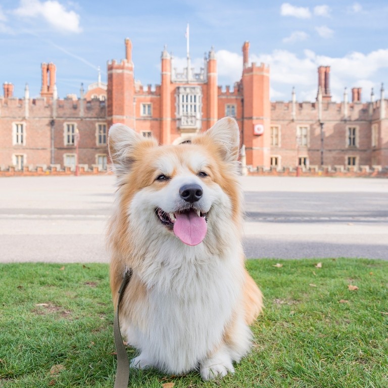 A Corgi dog sitting on grass in front of the Palace
