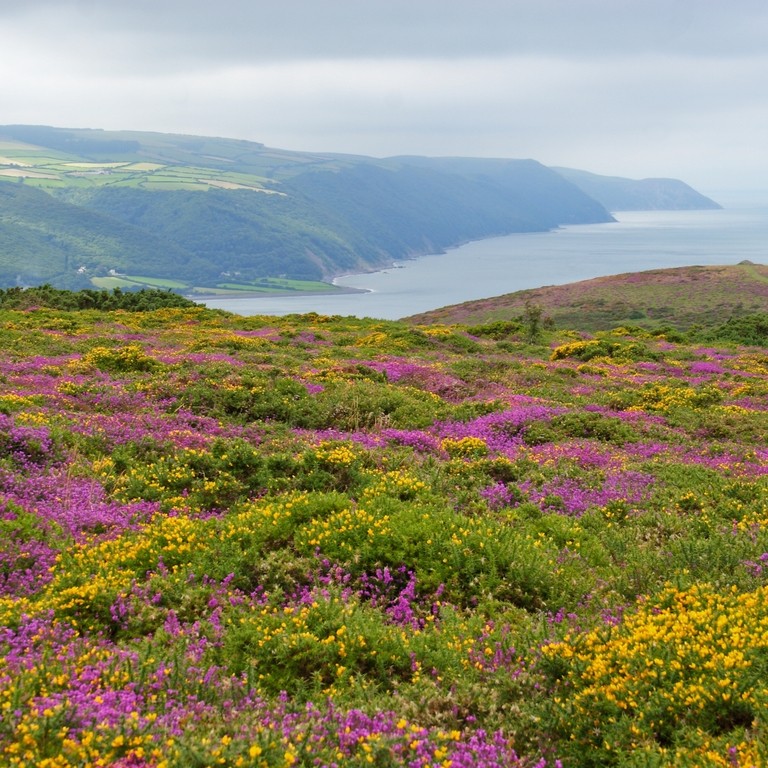 Looking across wild heather and gorse towards the coast from Exmoor National Park, Somerset