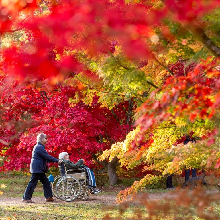 Westonbirt Arboretum wheelchair ride in autumn credit Paul Box_2016