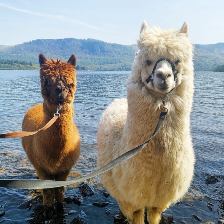 2. Lingholm Alpacaly ever after