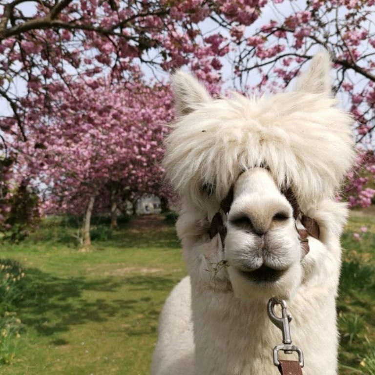 2. Alpacaly_ever_after