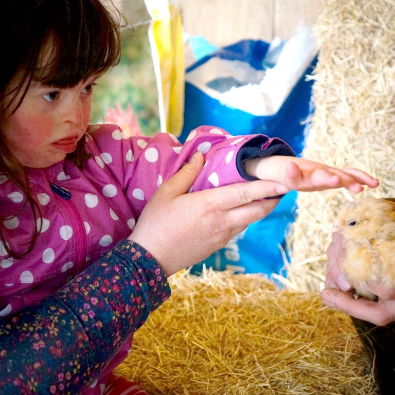 26. Child patting chick - North Hayne Farm Cottages