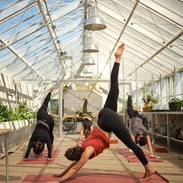 People practicing yoga in a greenhouse.