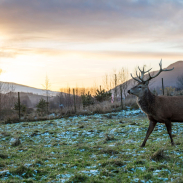 A stag with large antlers in a field with light snow on the ground