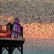 Large flock of birds at sunset over a fairground on a pier 