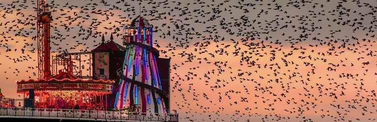Large flock of birds at sunset over a fairground on a pier 