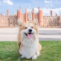 A Corgi dog sitting on grass in front of the Palace